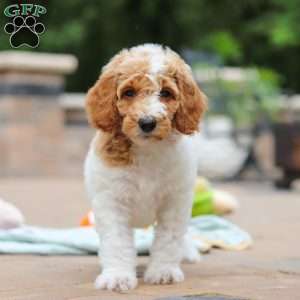 Millie, Standard Poodle Puppy